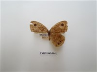 藏品(巨波眼蝶)的圖片